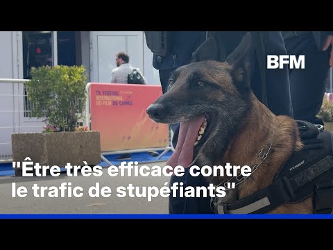 ROBIN DE BFM À CANNES - Pendant le festival, les chiens renifleurs traquent les stupéfiants thumbnail