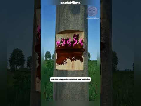 Người nông dân đã làm cách này để thu về trầm hương tự nhiên #shorts #facts thumbnail