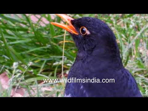 A Grey-Winged Blackbird calling on grassy ground at Jabbarkhet Arboretum thumbnail