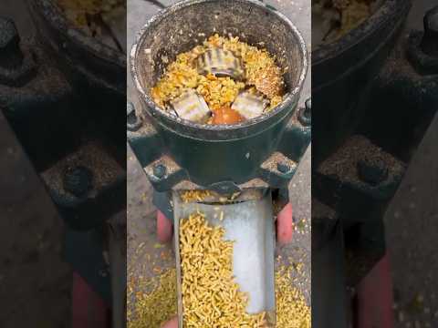 Household feed pellet machine |  corn  pellets processing #shorts thumbnail