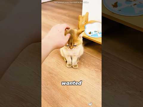 The smallest cat demanded justice.#shorts thumbnail