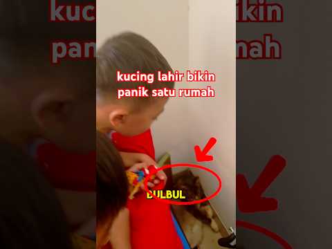 semua panik, kucing Rawi lahiran thumbnail