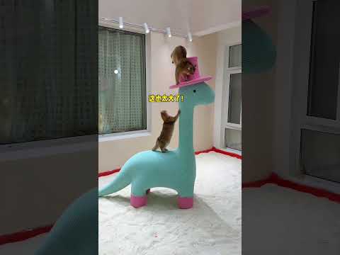 【牛奶是只猫】又到了一年一度的猫咪留守在家，有点期待今年回来能拉多少 thumbnail