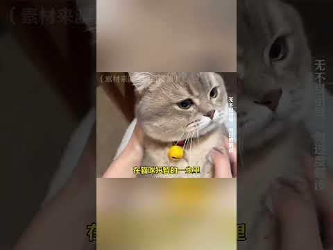 为什么家养的猫大多会调皮些？ #万万没想到 #离谱 #搞笑 thumbnail