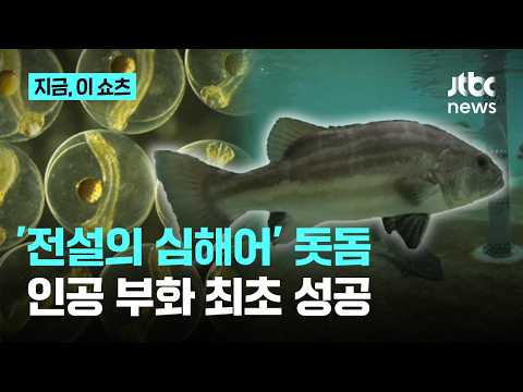 연간 30마리 잡히던 '전설의 심해어' 돗돔…세계 최초 인공 부화 성공｜지금 이 쇼츠 thumbnail