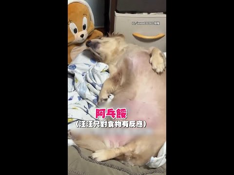【水桶身材】臘腸聽媽喊「肉肉」想起身！結果太胖動不了原地打滾XD｜#寵物雲 #shorts thumbnail