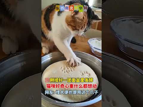 这面还能吃吗？猫咪埋大便也是用这个爪子吧 thumbnail