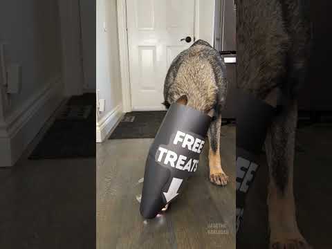 They Can’t Reach The Treats thumbnail