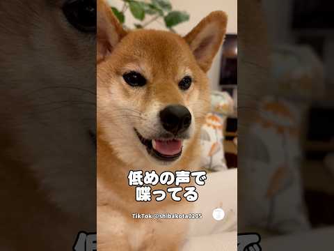 低い声でお喋りする柴犬　　#柴犬　#犬　#かわいい犬 #犬のいる暮らし #面白い犬 thumbnail