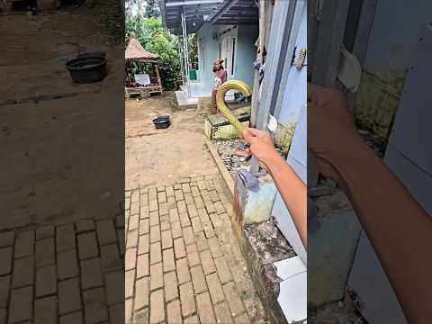 gagang payung ngokngok kenapa copot thumbnail