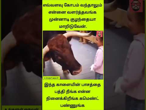 மனிதர்களை விட மேலான மிருகங்களின் உண்மையான பாசம்! ?❤️ thumbnail