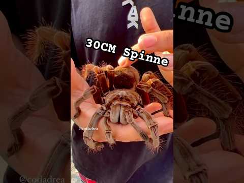 30cm Stirmi eines der größten Spinnen überhaupt! #spinne #spider #tiere thumbnail
