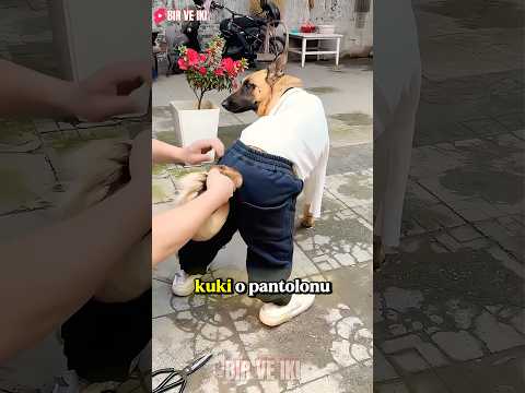 Babamın Kuki İçin Yaptığı Sürpriz! 😱✂️ thumbnail