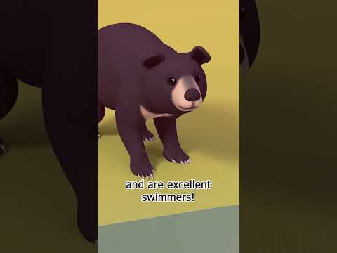 Moon Bears are Excellent Swimmers! | Leo the Wildlife Ranger #shorts thumbnail