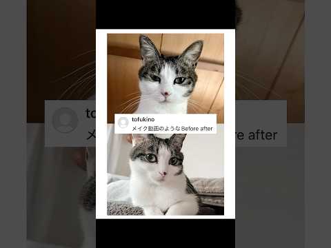 猫のスッピンとフルメイクのギャップが可愛すぎたｗｗｗ thumbnail