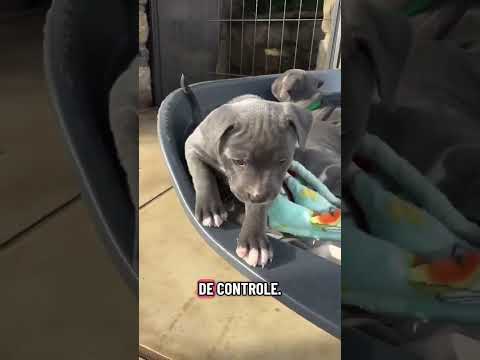 Filhote Destruindo Tudo? Tenho um protocolo! #shorts #shortsfeed #cães #cachorros #pets #adestrador thumbnail
