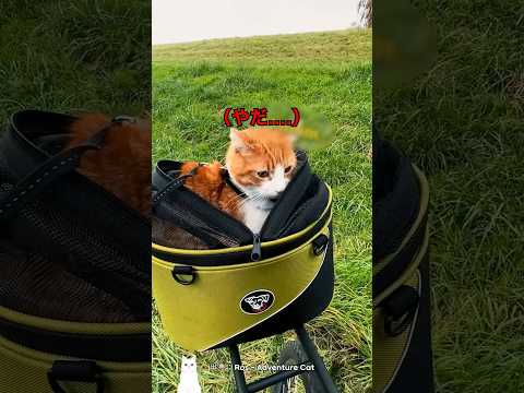 飼い猫と散歩中に出会った野良猫 thumbnail