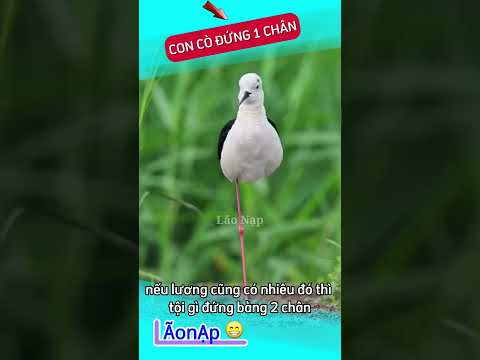 Lương cũng vậy việc gấp đôi 😁 #laonap thumbnail