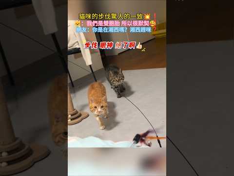 貓咪的步伐驚人的一致💥❗ 🐱：我們是默契十足的雙胞胎😎 網友：這是在湘西嗎❓湘西趕咪🤣 #cat #cute #funny #funnyshorts #cutecat thumbnail