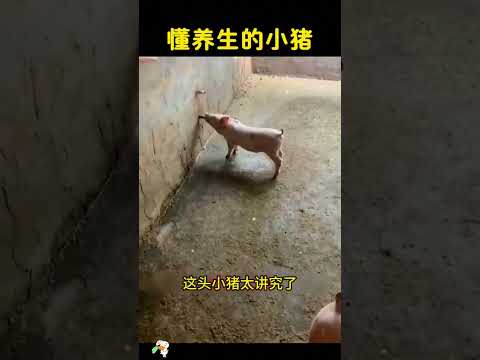 懂养生的小猪，吃个饭也太讲究了，哈哈哈 thumbnail