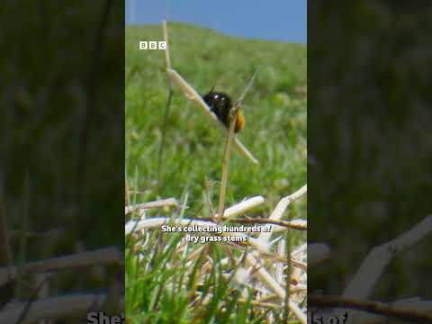 Broomstick riding bee - BBC thumbnail
