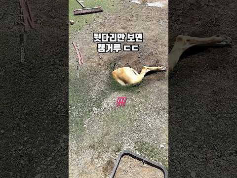 마당에 나타난 강거루 thumbnail