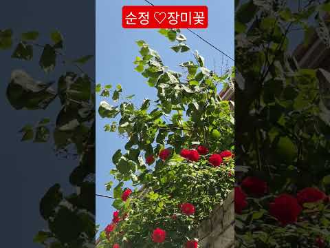 내 사랑 뽕신 #순정 #강문경 #트로트 #안중태tv #shorts thumbnail