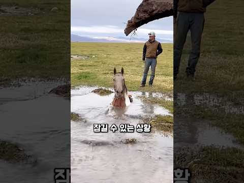 말이 물속으로 사라지고 있었습니다 thumbnail