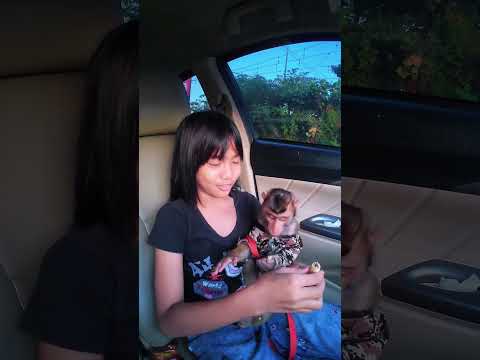 Males hormat karna eskrim nya sudah habis 🤣🤭 #shortvideo #shortvideo #short #monkey #monyet thumbnail