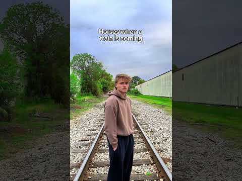 #funny #train #animals #human #why #hilarious #repost thumbnail