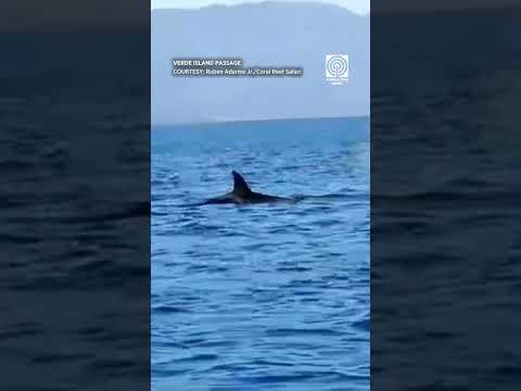 Orca namataan sa Verde Island Passage thumbnail