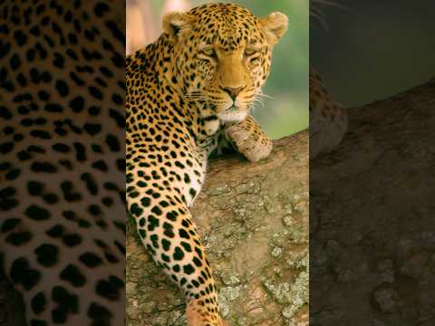 Tanzania, Incredible Destinations #travel #short thumbnail