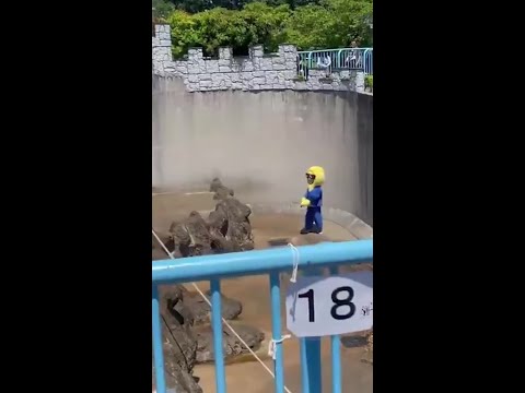 American tourists busted after invading Punch the monkey’s enclosure thumbnail