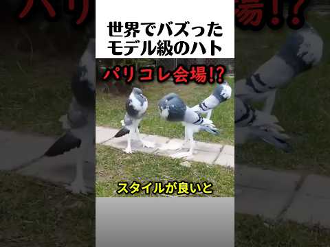 スタイルが良すぎる鳩 thumbnail