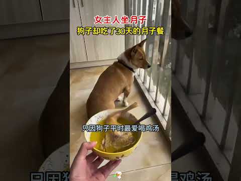 女主人坐月子，家里的狗子却天天吃月子餐，幸福的烦恼，哈哈哈 thumbnail