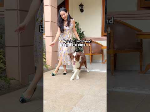RAIDEN IKUT TREND DANCE BODY PATA PATA‼️😍🐶 #shorts #anjinglucu thumbnail