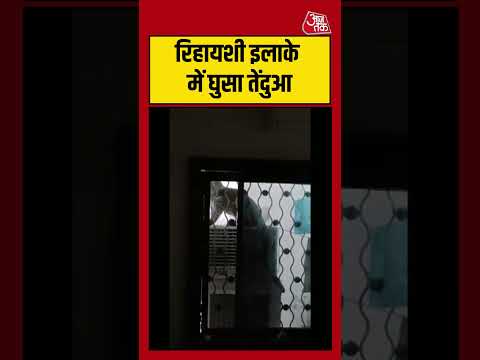 Amravati: रिहायशी इलाके में घुसा तेंदुआ #shorts #viral #latest #aajtak thumbnail