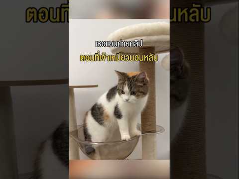 เมื่อเจ้าเหมียวโดนแอบถ่ายตลอดเวลา thumbnail