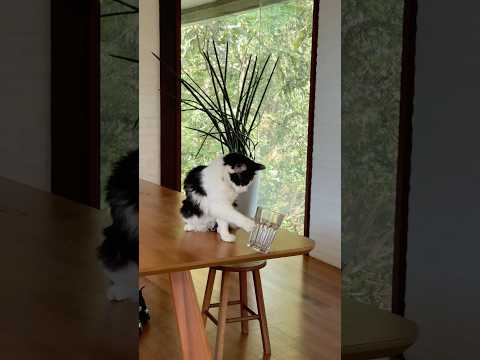WHEN YOU CAT DONT LISTEN TO YOU thumbnail