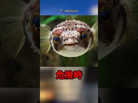 別被河豚可愛外表騙了，牠其實超危險！🐡🫢 thumbnail