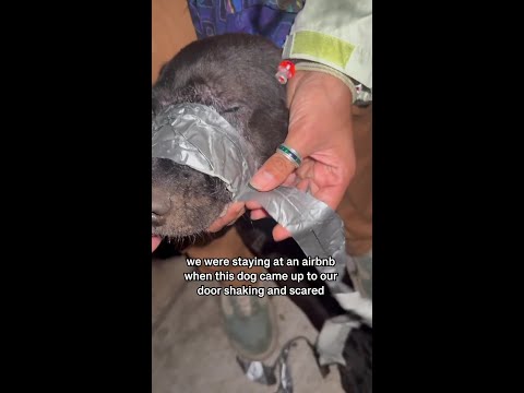 This poor dog came to us shaking... thumbnail