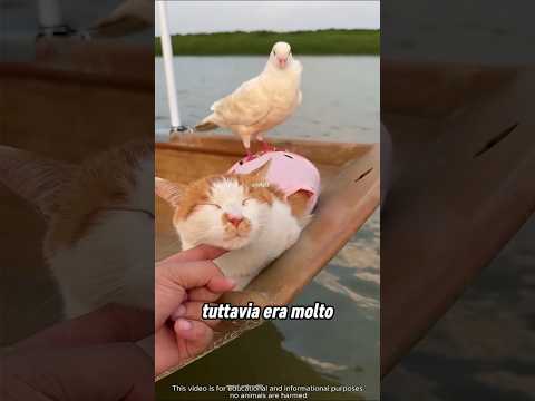 L’uomo ha salvato i suoi piccoli amici 🤯❤️ thumbnail