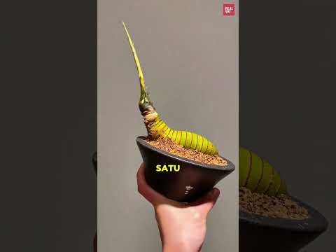 Mengubah bambu ini menjadi sesuatu yang mahal 🤯 thumbnail
