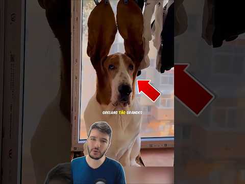 Quando Seu Cachorro Tem Orelhas GIGANTES! 🐶 thumbnail