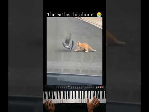 Cat came for a fight🥊 thumbnail