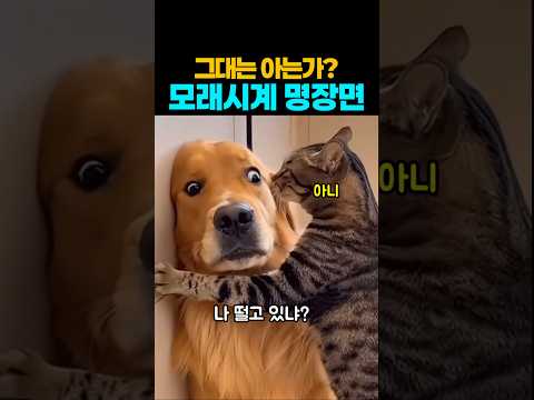 ❤️4~50대라면 다 안다는 그 장면.. 니들이 모래시계를 알아?~ #강아지 #댕댕이 #모래시계 thumbnail