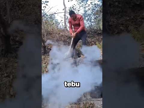 Kenapa Tebu Ini Bisa Meledak?! ? thumbnail