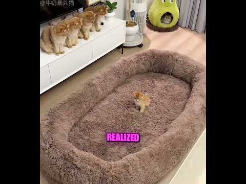 He Bought a Huge Bed for His Cats… ? thumbnail