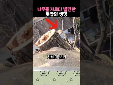다섯 마리나 있을 줄 몰랐다구요ㅠ thumbnail