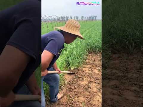 Farmers use shovels to uproot Chinese chive seedlings for subsequent division and transplanting thumbnail